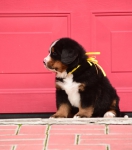5 weeks 5