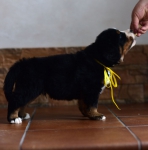 5 weeks 9