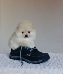 5 weeks 1