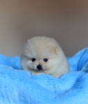 5 weeks 2