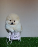 5 weeks 4