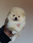 5 weeks 5