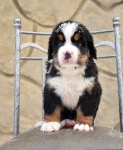 m white 5 weeks 2