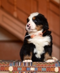 5 weeks 3