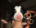 f wh orang 1 week