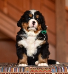5 weeks
