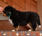 5 weeks 2