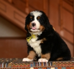5 weeks2
