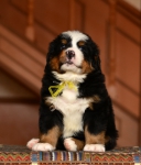 5 weeks3