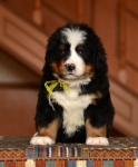 5 weeks4