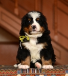 5 weeks5