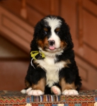 5 weeks6
