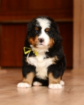 5 weeks7
