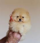 5 weeks