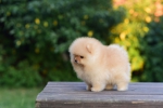 8 weeks 2