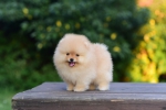 8 weeks 3