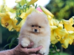 8 weeks 4