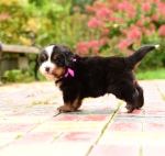 5 weeks