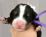 m lilac 2 days