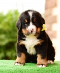 5 weeks 1 