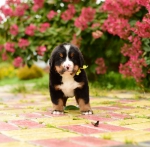 5 weeks 2