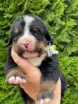 m yellow 3 weeks