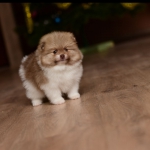 6 weeks 5