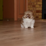 6 weeks 7