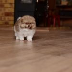 6 weeks 8
