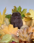 7weeks