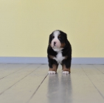 5 weeks 4