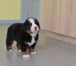 5 weeks 5