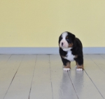 5 weeks 6