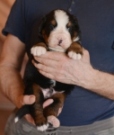 m 3 weeks 1