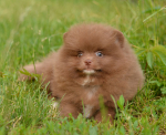 7 weeks