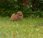 7 weeks 10
