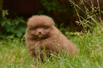 7 weeks 11
