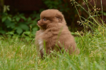 7 weeks 12