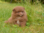 7 weeks 2