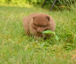 7 weeks 4