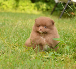 7 weeks 5