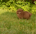 7 weeks 6