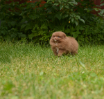 7 weeks 7