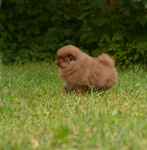 7 weeks 8