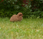 7 weeks 9