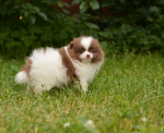 7 weeks 11