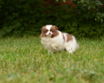 7 weeks 4