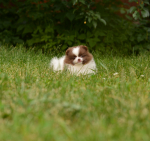 7 weeks 6