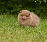 7 weeks 1