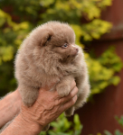 7 weeks 10